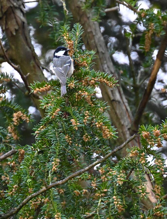 2026-03-17 6 Coal Tit